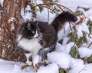 Domestic cat on a walk in the winter forest. - 328564327