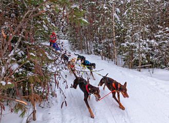  A team of sled dogs in the winter forest. - 328564355