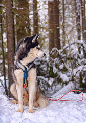 Portrait of a husky dog in the woods. - 328564387