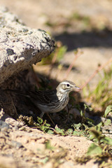 Pájaro debajo de una roca.