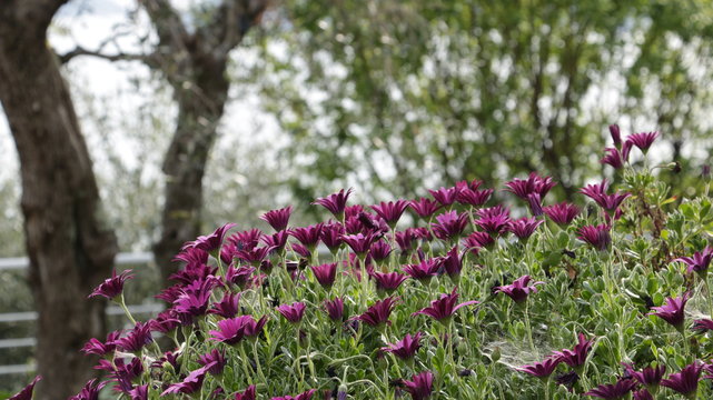 A bush of  African daisy (Dimorphoteca pluvialis).