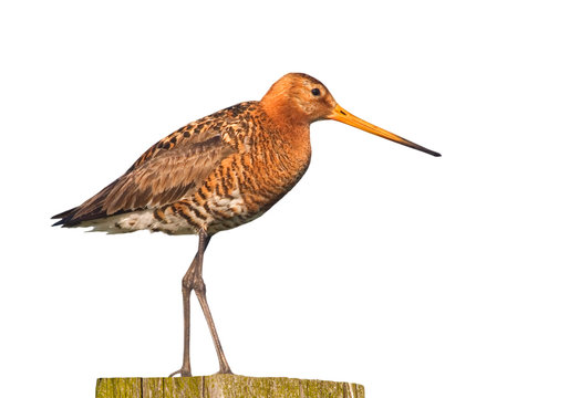 Black-tailed godwit (Limosa limosa) perched on fence post against white background