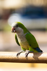 Loro verde comiendo una pipa con el pico.