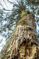 Zigaretten im Baumharz ausgedrückt