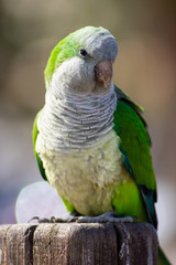 Loro verde posando.
