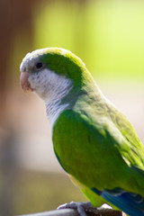 Loro verde de perfil.