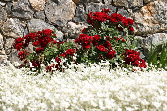 Bush of red roses in front of a white-flowered cerastium meadow. In the background stone wall in a Mediterranean garden of Liguria.
