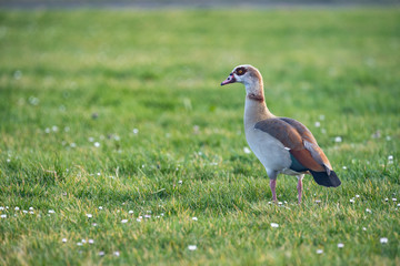 Nordische Wildgans