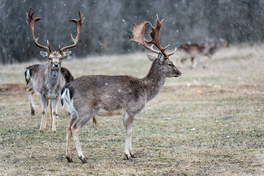 deer and roe deer in the pasture © Amir Bajric