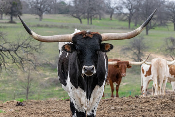 Black and white Longhorn bull staring at camera
