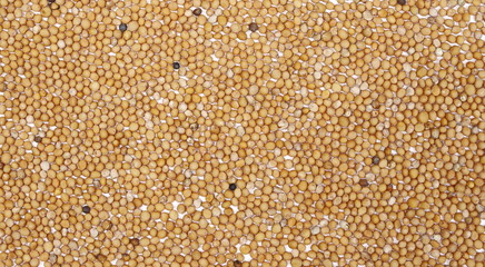 Yellow mustard seeds background and texture, top view