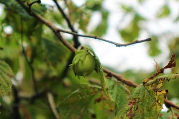 hazelnut