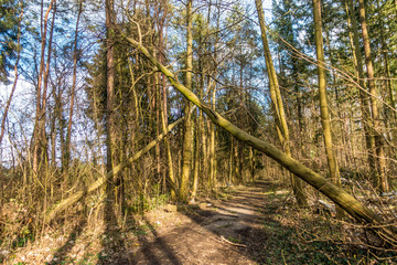 Schäden im wald nach dem Sturm