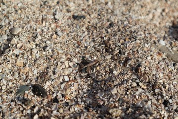shells on beach