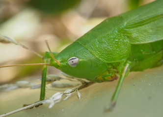 Selective focus and extreme close up view of a green grasshopper.