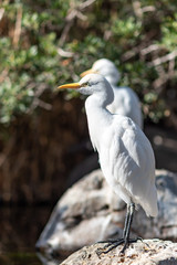 bird sunbathing in the park