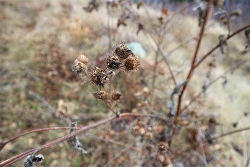 dry grass