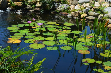 Water lilies in a Japanese garden pond