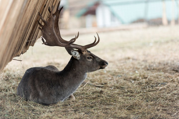 deer and roe deer in the pasture