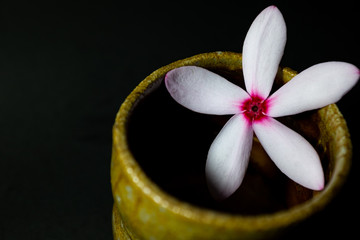 Fototapeta na wymiar Kopsia fruticosa from Thailand with Bizen-yaki pottery from Japan.