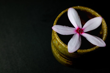 Kopsia fruticosa from Thailand with Bizen-yaki pottery from Japan.