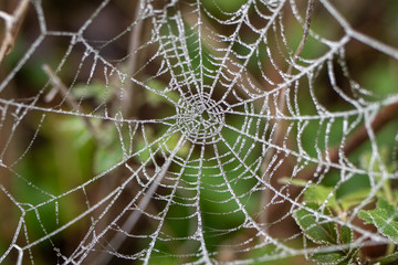 close up of a spider web with frost in winter