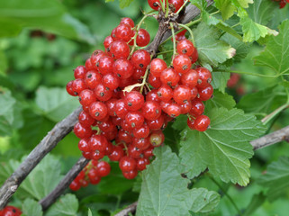 Fototapeta premium On the bush berries are ripe redcurrant