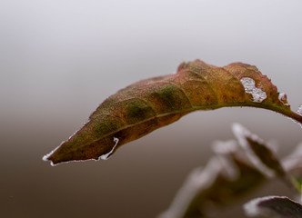 plant element in winter with frost. close-up of plant.