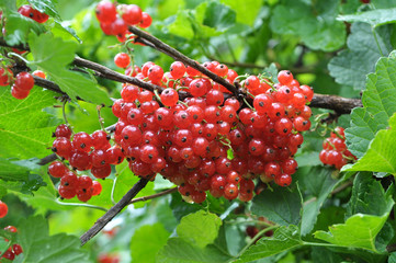 On the bush berries are ripe redcurrant