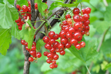 Fototapeta premium On the bush berries are ripe redcurrant