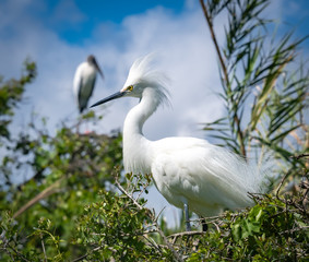 Fototapeta premium Snowy Egret in breeding plumage in rookery in St. Augustine Florida.