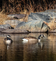 Canadian Geese 