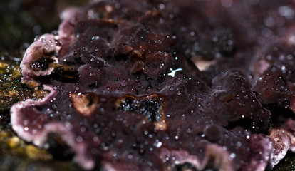 Purple funghi growing on a dead log in woodland during winter