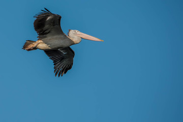 Fototapeta na wymiar White pelican flying over the sky, wildlife concept.