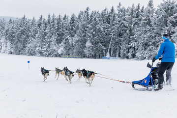 Musher hiding behind sleigh at sled dog race on snow in winter. Sledding with husky dogs in winter czech countryside. Group of hounds of dogs in a team in winter landscape.