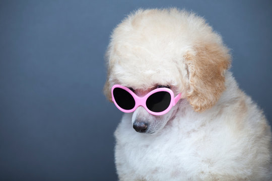 image of dog sunglasses dark background