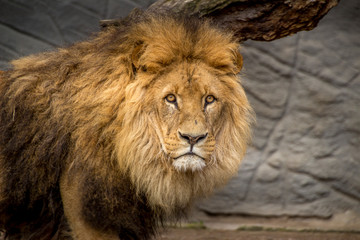 Beautiful animals. Hamburg Zoo in Germany