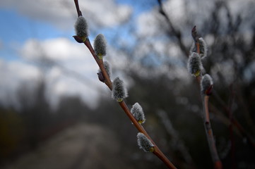 Bazie wierzbowe zwiastun polskiej wiosny. © Tomek