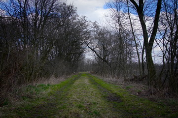 Fototapeta na wymiar Polna droga z zieloną trawą, ślady wiosny. Śląskie krajobrazy.