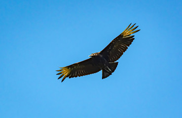 Turkey Vulture in flight over egret rookery in St Augustine Florida.