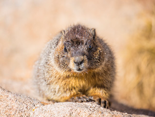 Yellow-bellied marmot in Rocky Mountain National Park. stock photo, Colorado, USA