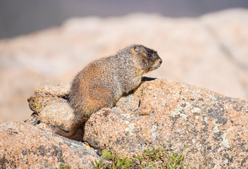 Yellow-bellied marmot in Rocky Mountain National Park. stock photo, Colorado, USA