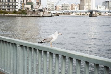カモメ