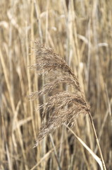 Zbliżenie na żółte dzikie trawy. © Tomek