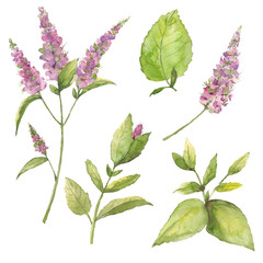 Drawing from a set of handmade watercolor leaf and purple flower on a white background. Use for design, menus, invitations, birthdays, weddings