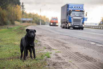 Waiting Sad Lonely Stray black Dog on the road, highway with cars