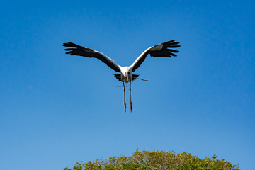 Wood Stork flying over nest site with branch for nest in St. Augustine Florida.