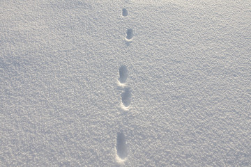 Abstract white background with animal footprints in the snow. Paw print of a wild or domestic animal on white snow in winter.