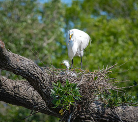 Great White Egret sitting on nest site with chick in St Augustine Florida.