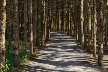 Pine forest trail landscape. Forest trail landscape. Pine forest trail view.